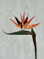 Kunstig paradisfugl (strelitzia)