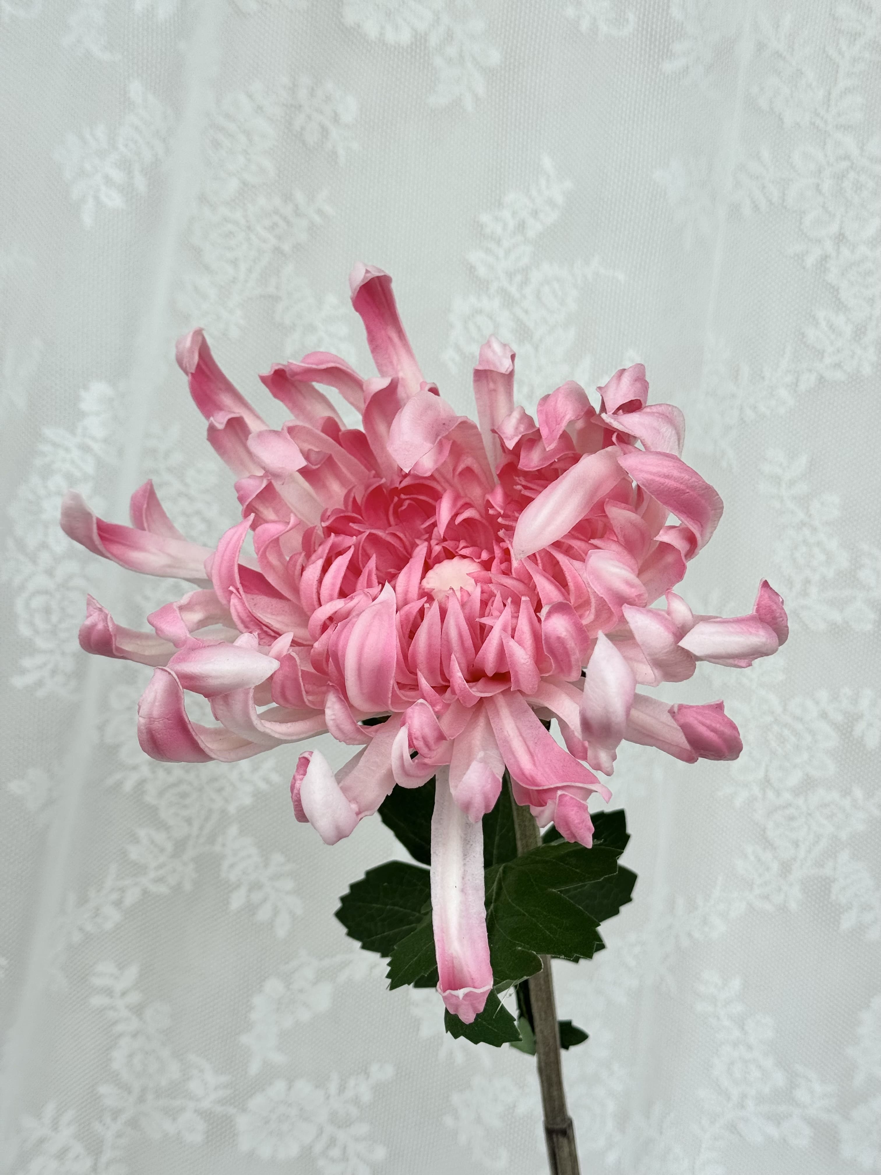 Kunstig stor chrysanthemum