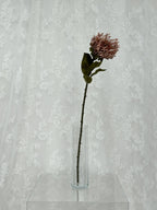 Nålepude protea