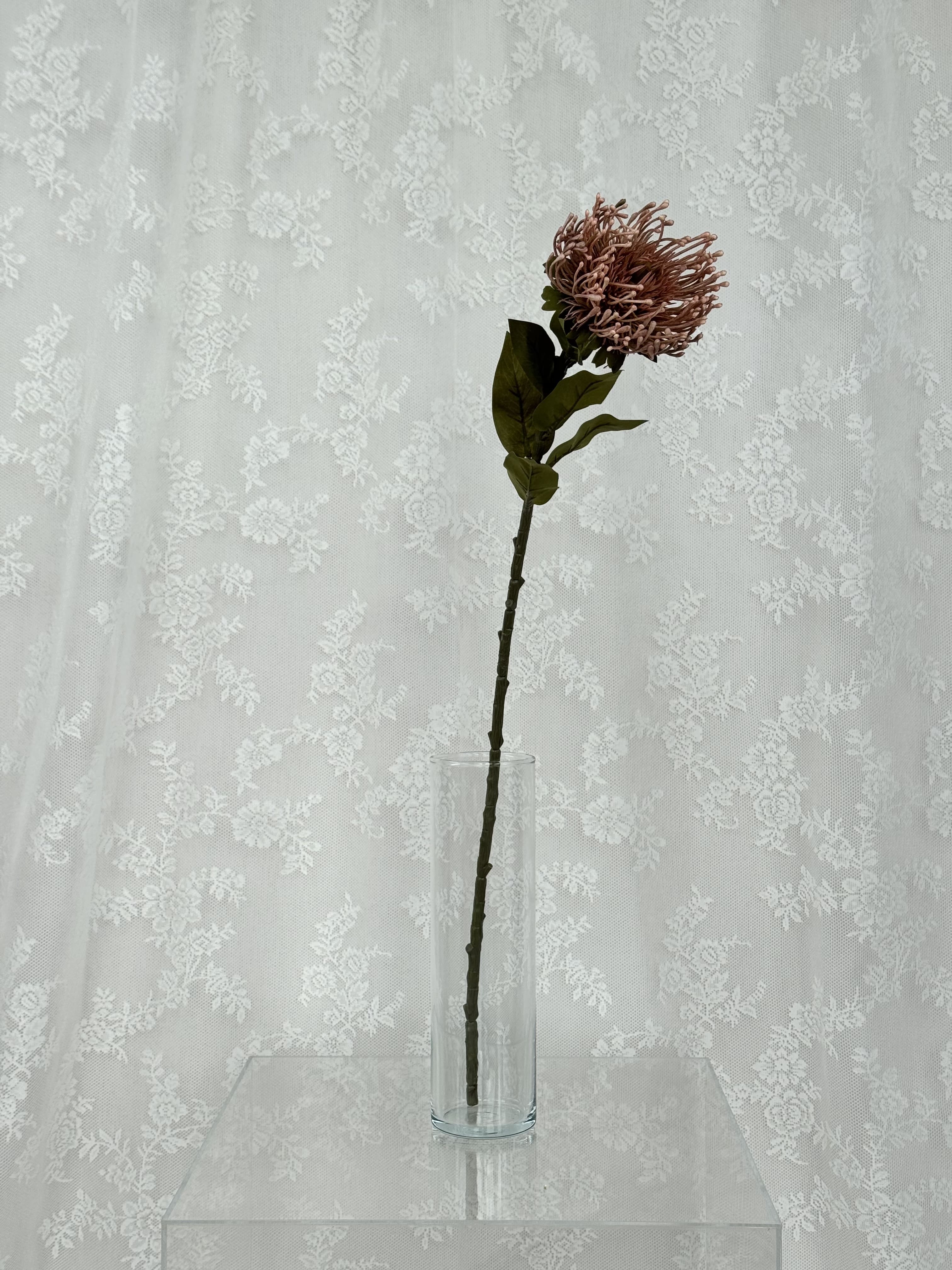 Nålepude protea