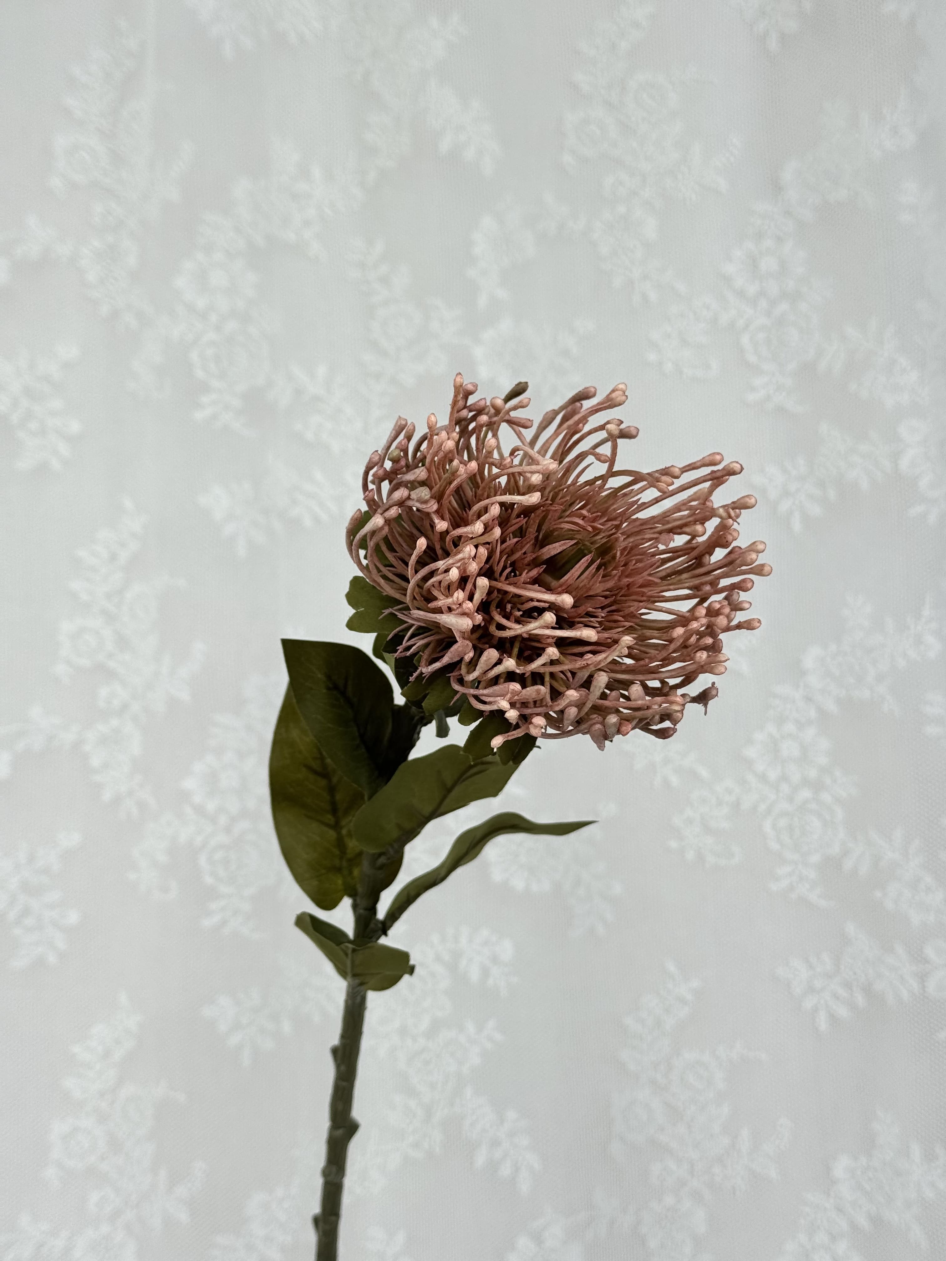 Nålepude protea