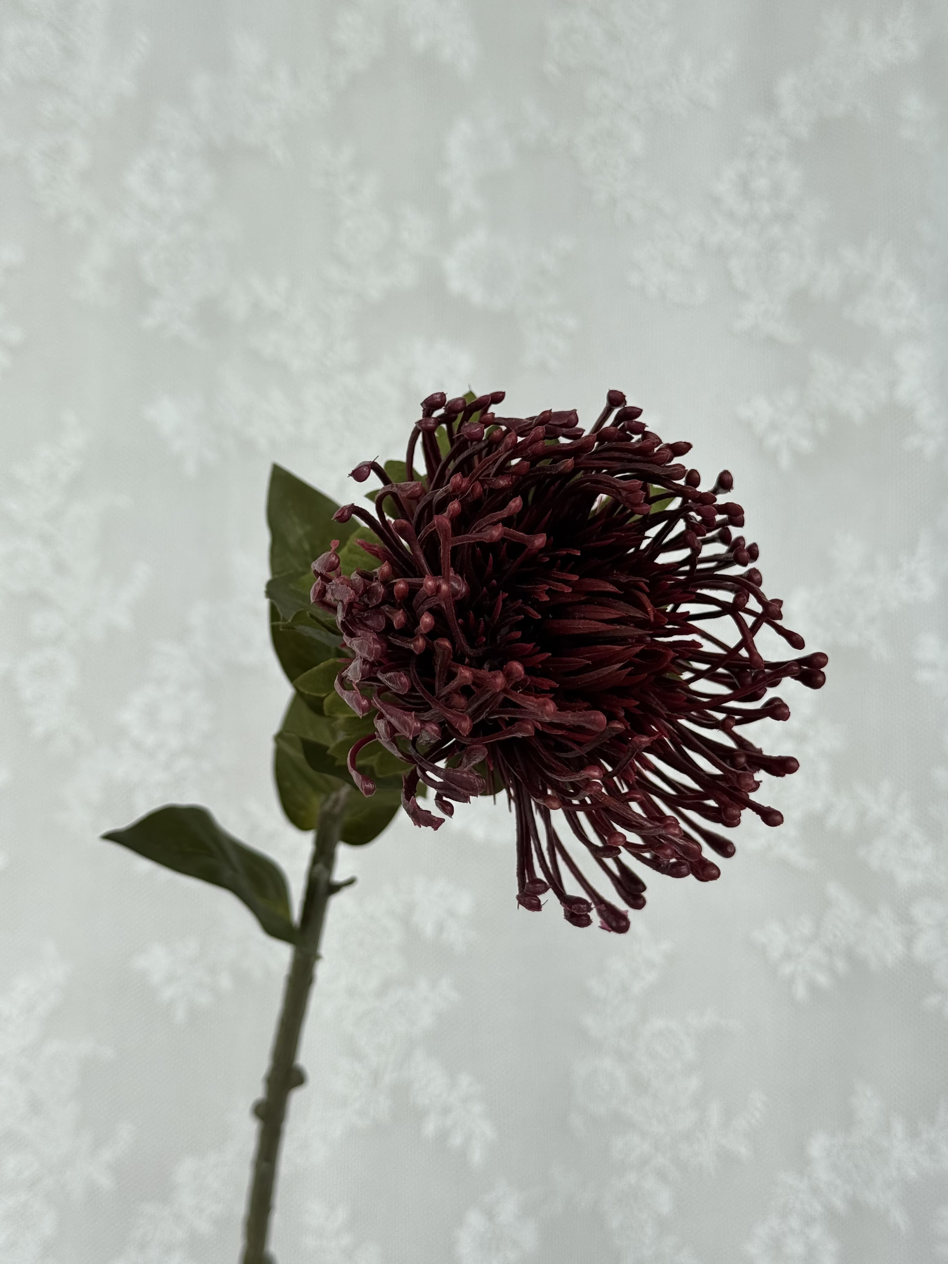 Nålepude protea