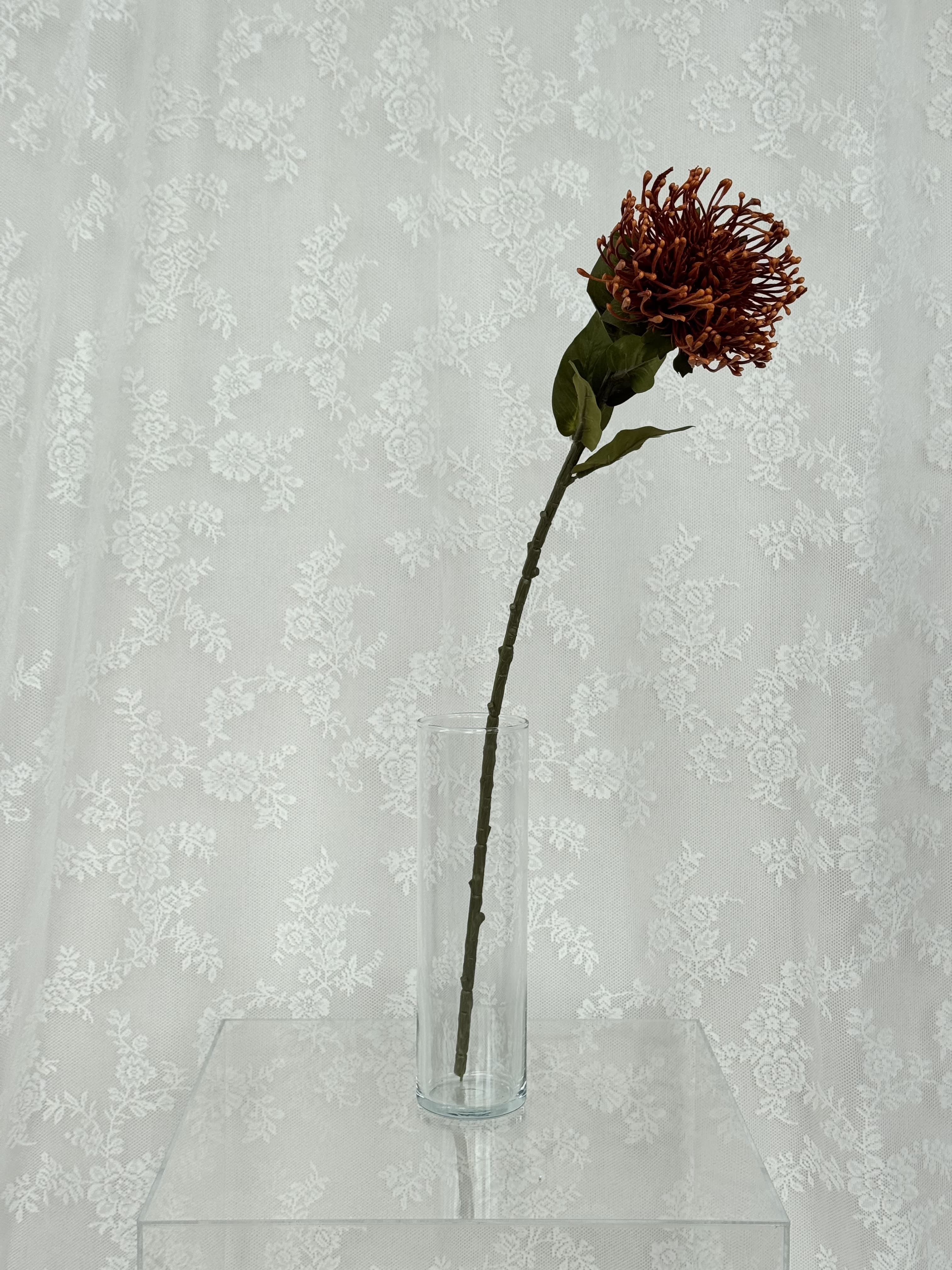 Nålepude protea