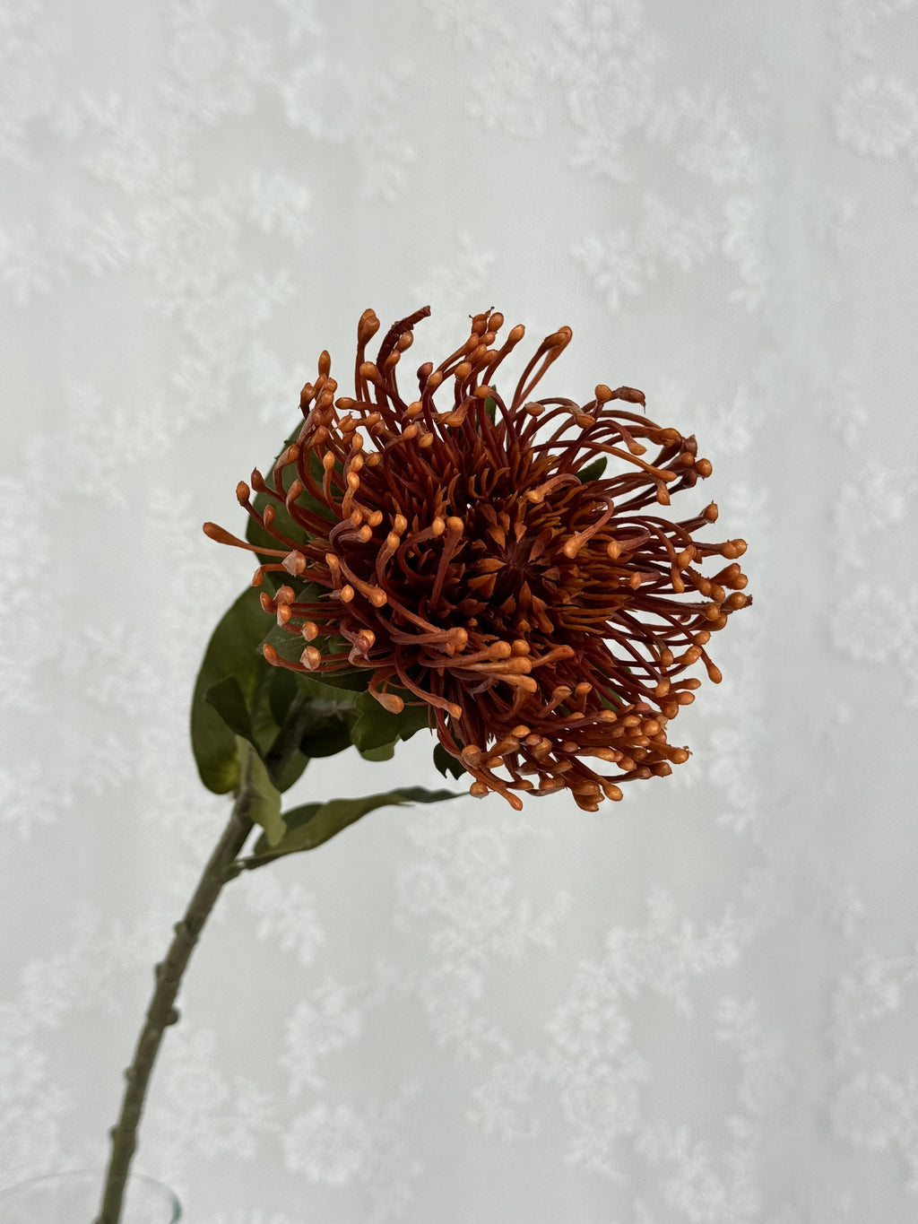 Nålepude protea