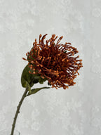 Nålepude protea