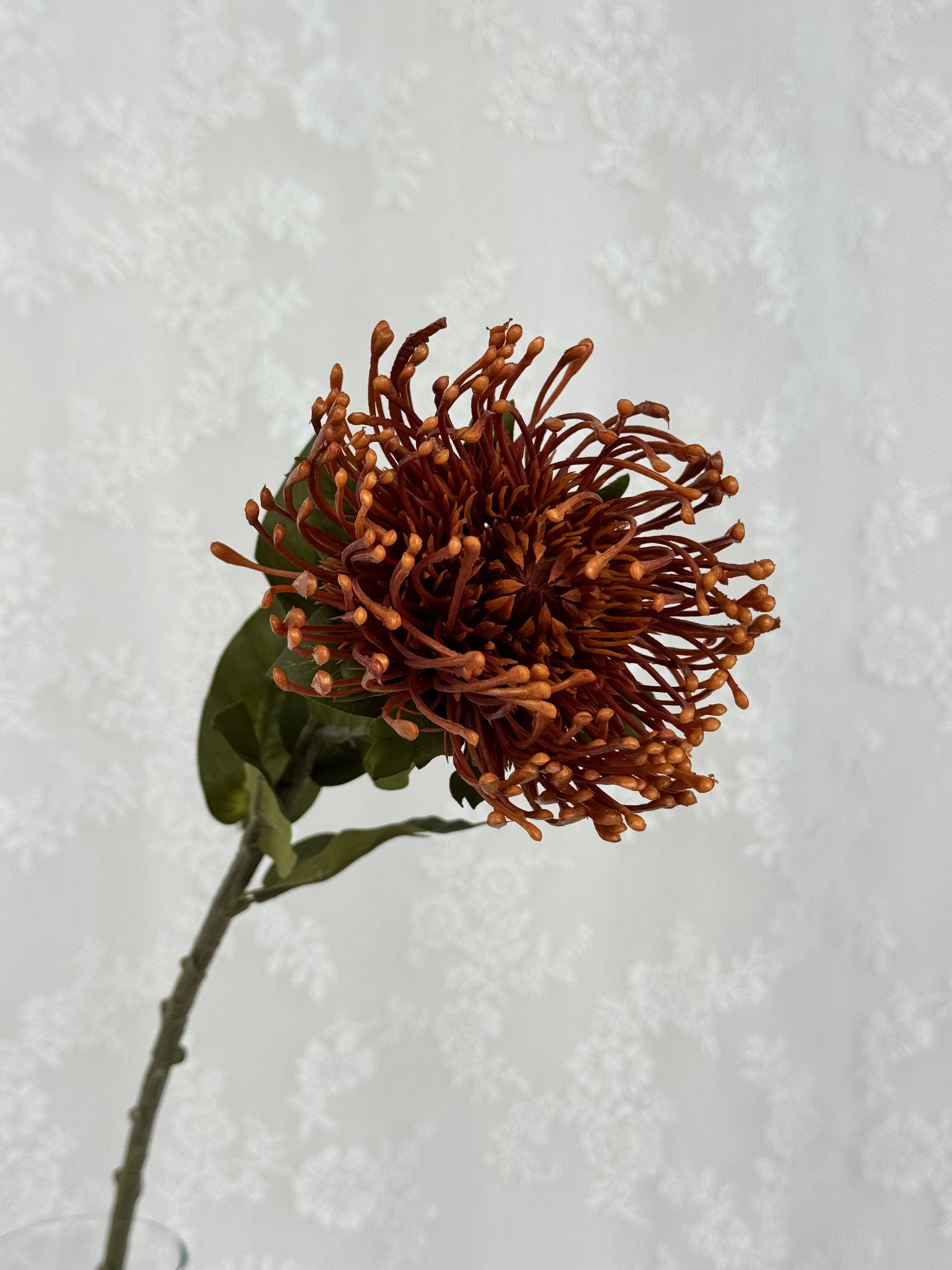 Nålepude protea