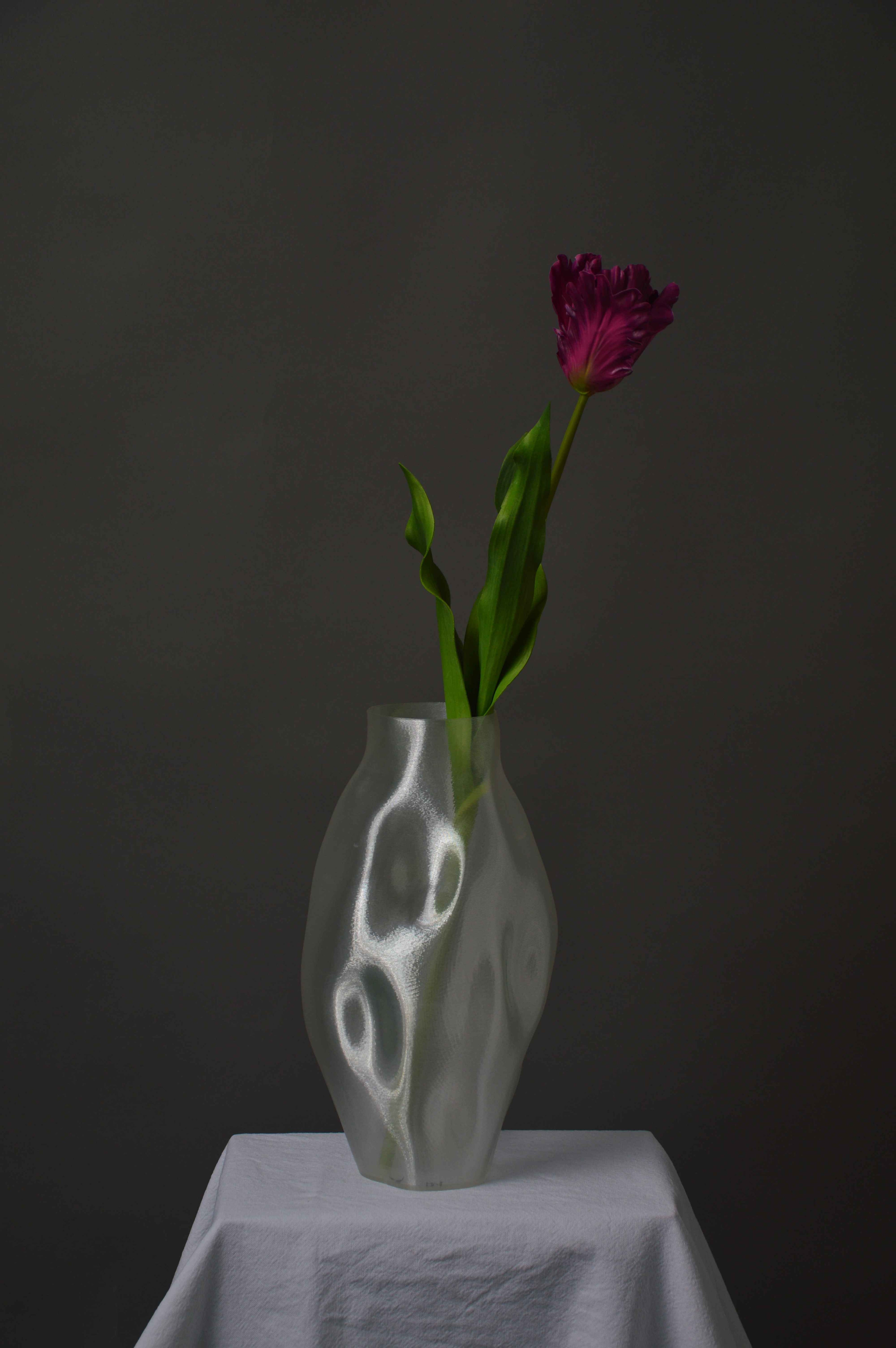 Papegøje tulipan