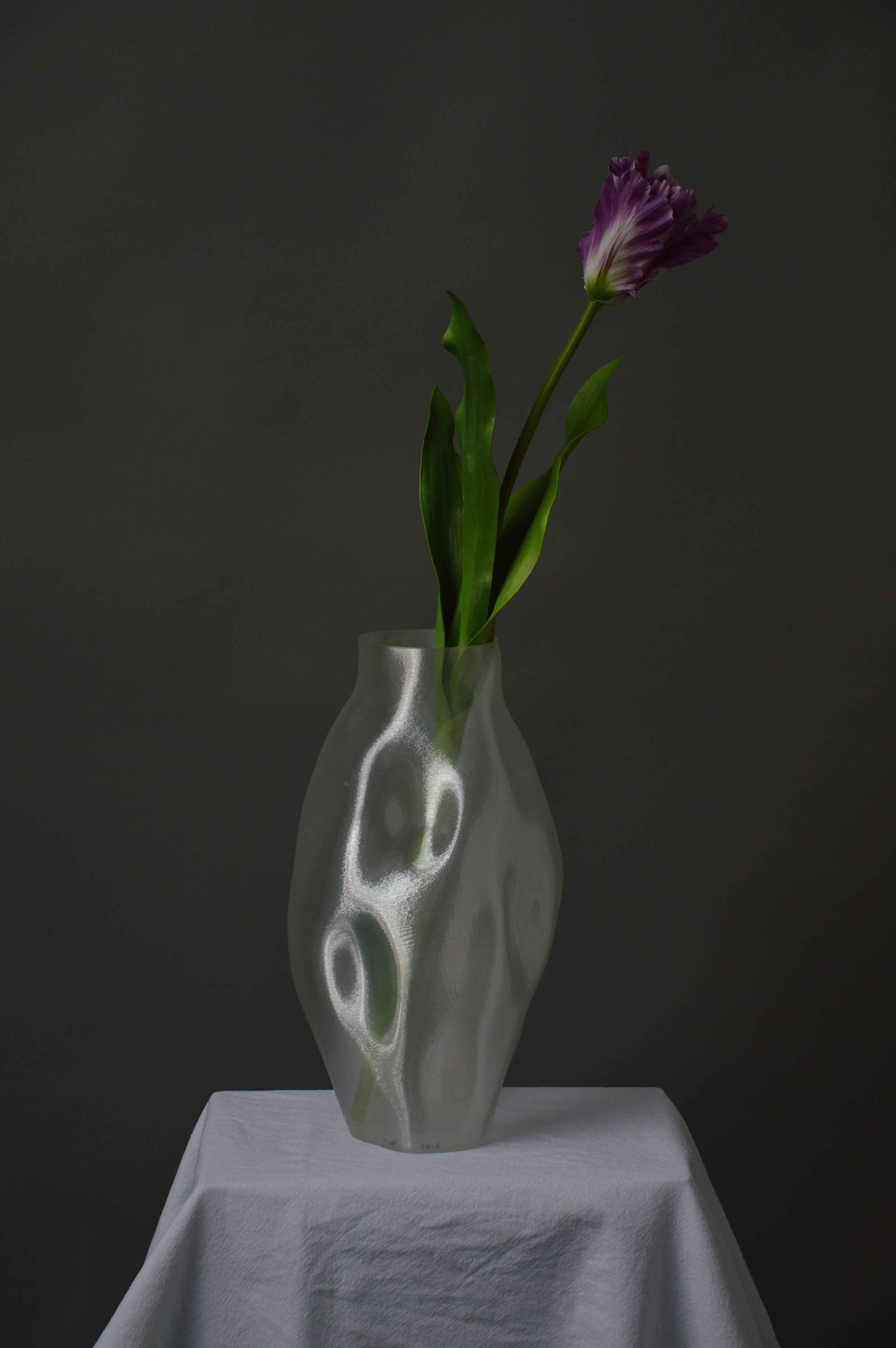 Papegøje tulipan