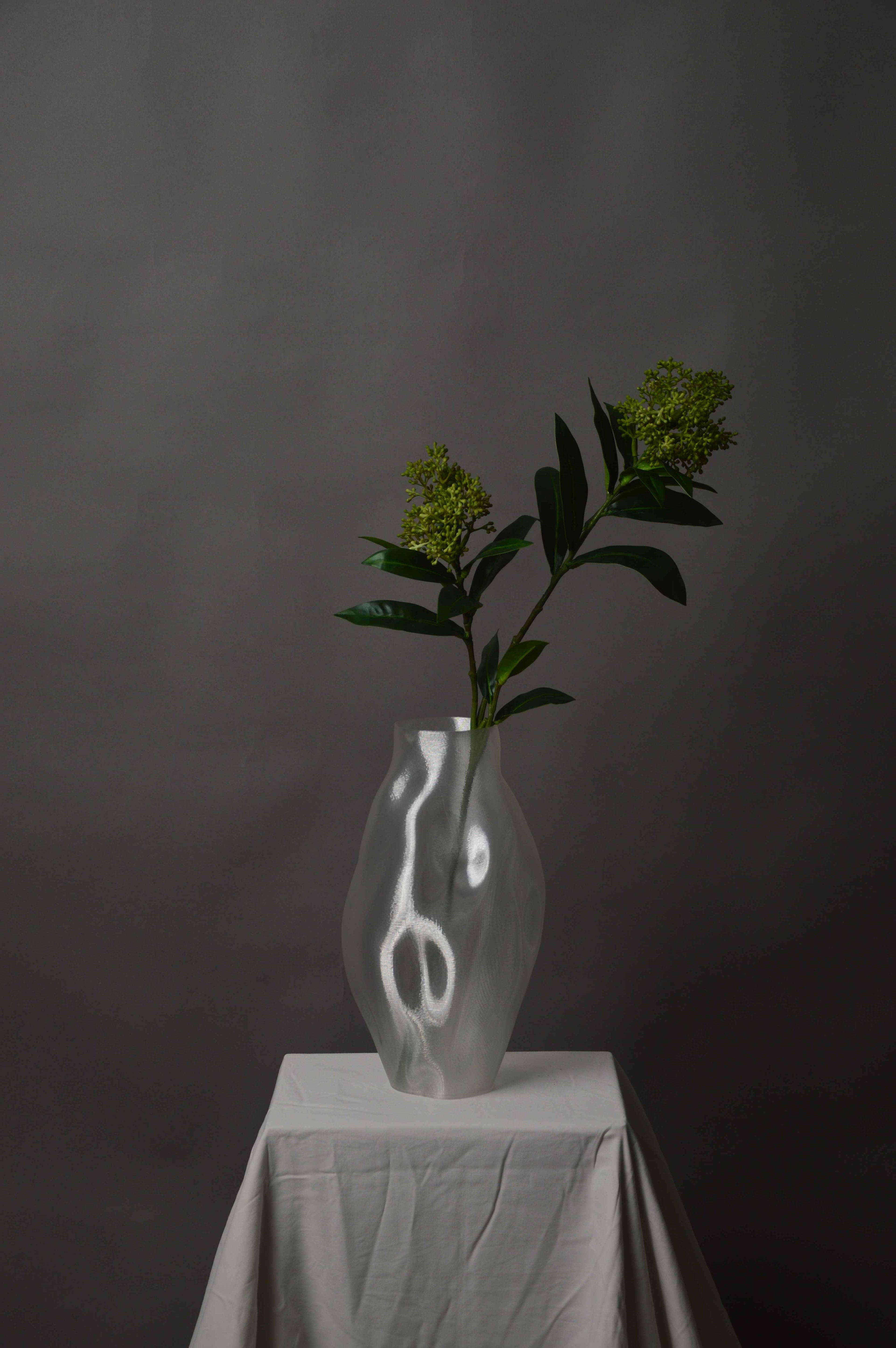 Skimmia
