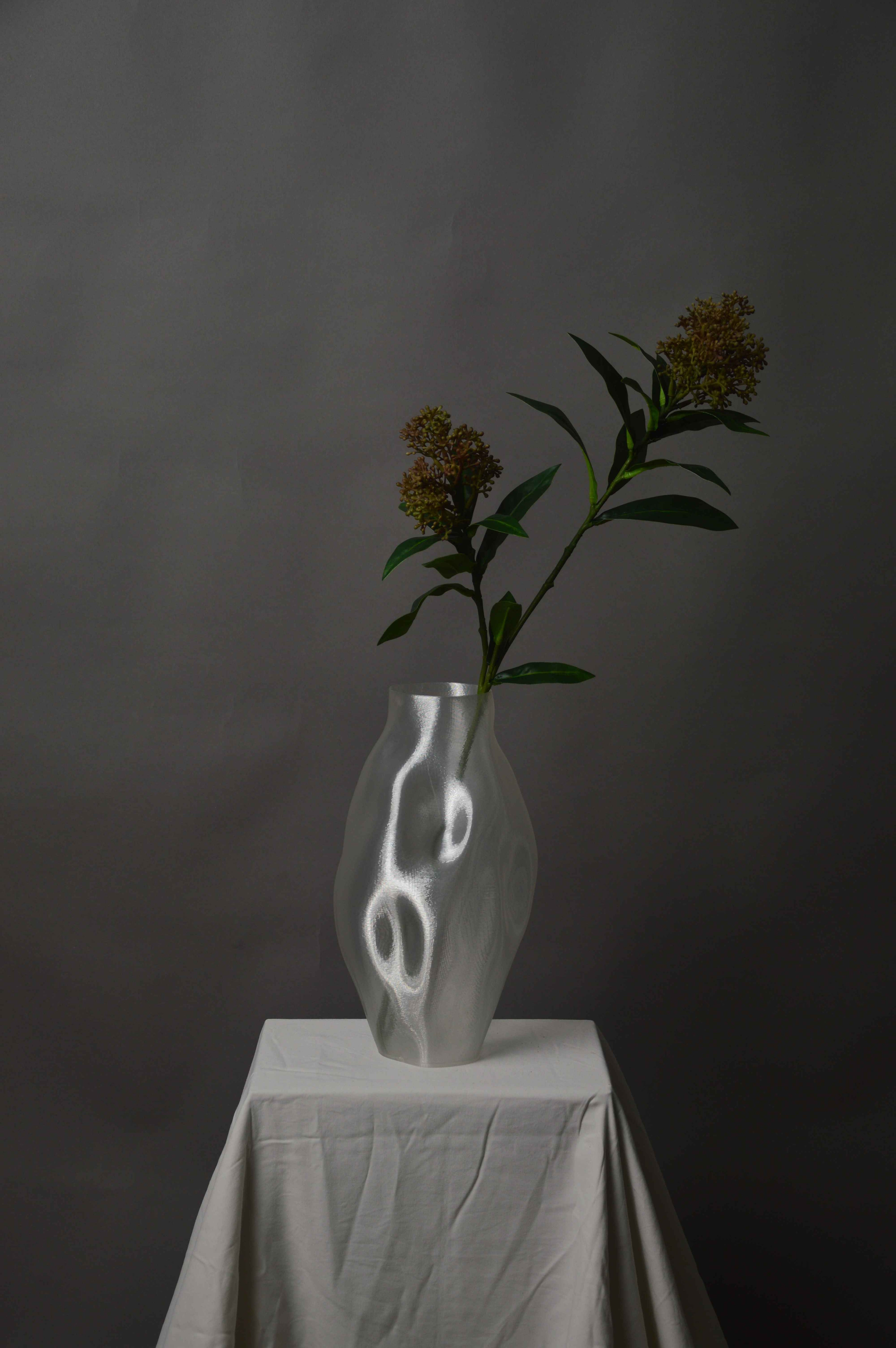 Skimmia
